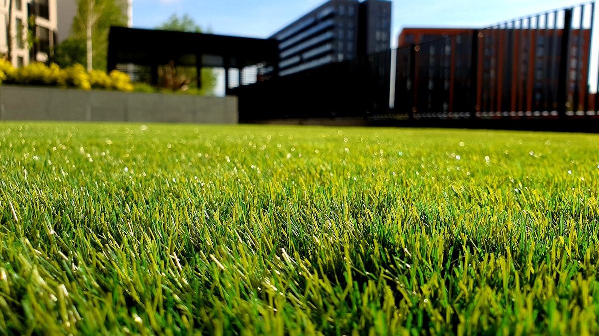 Close-up of a freshly cut, healthy green lawn