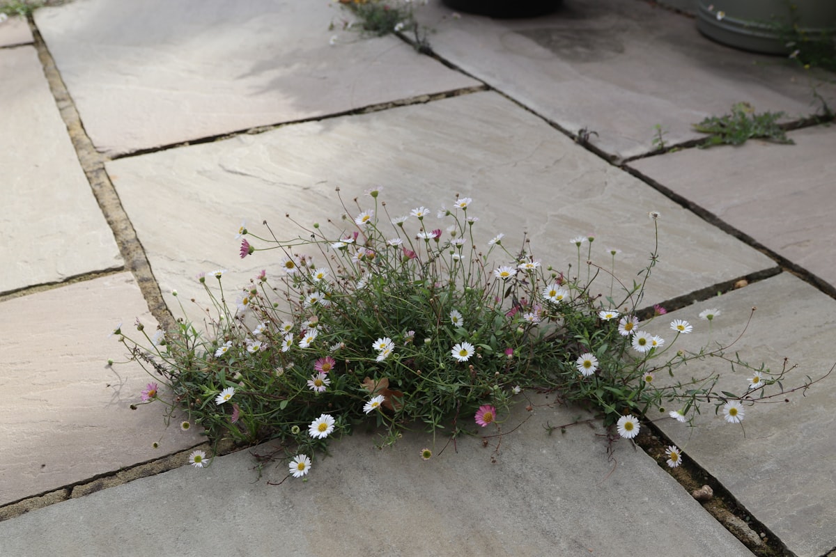 Flagstone patio with flowers growing between the stones